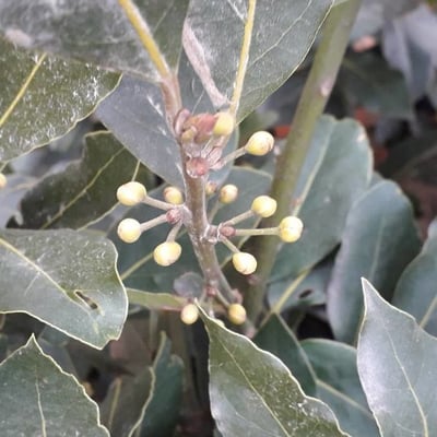 Laurus nobilis — flower