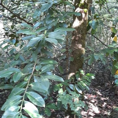 Lindera communis — leaf