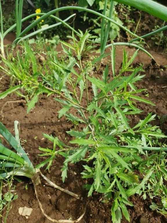 Pepperweed
