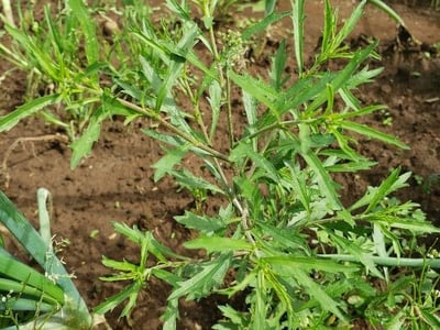 Pepperweed