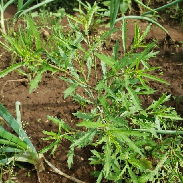 Pepperweed