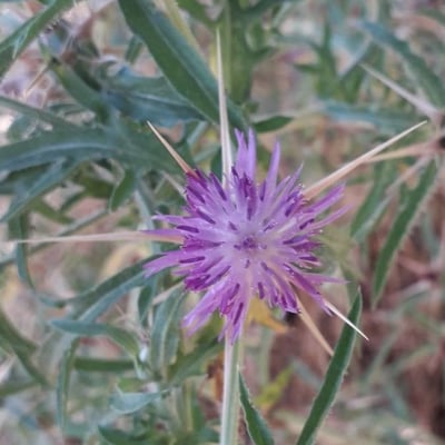 Centaurea calcitrapa — flower