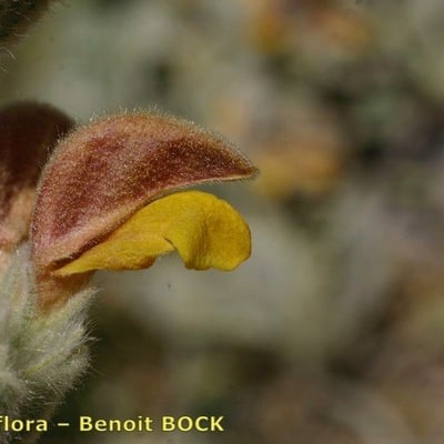 Phlomis crinita — flower