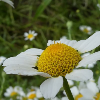 Anacyclus clavatus — flower