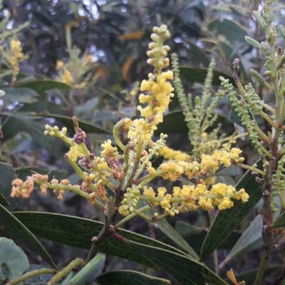 Acacia spirorbis — flower