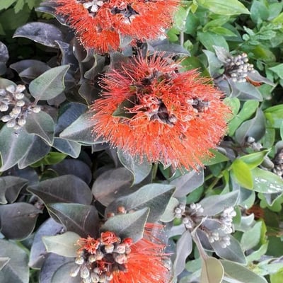 Metrosideros excelsa — flower