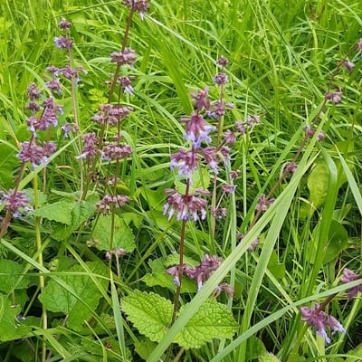 Salvia verticillata — flower