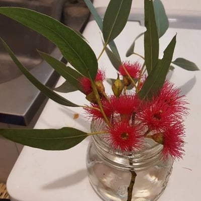 Eucalyptus leucoxylon — flower