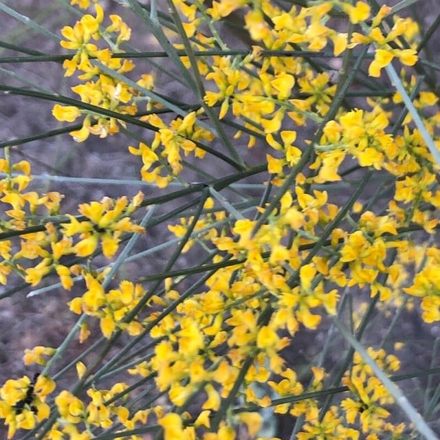 Retama sphaerocarpa — flower
