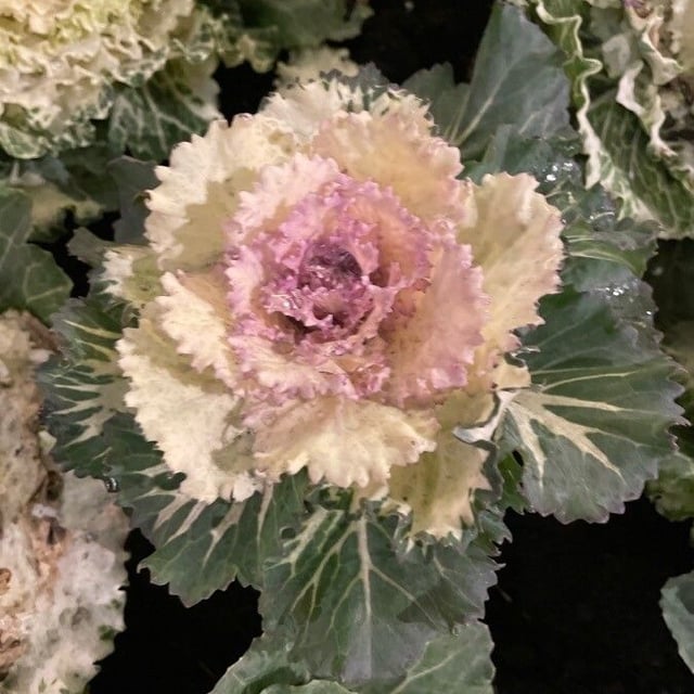 Brassica oleracea — flower