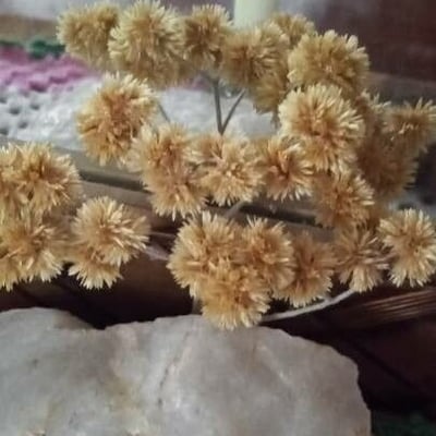 Achyrocline satureioides — flower