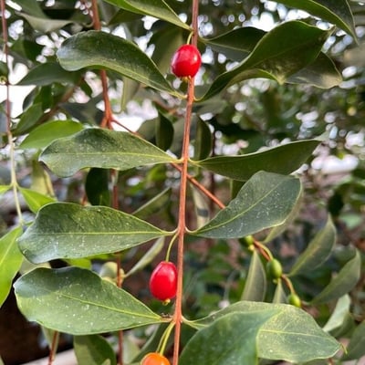 Eugenia punicifolia — fruit