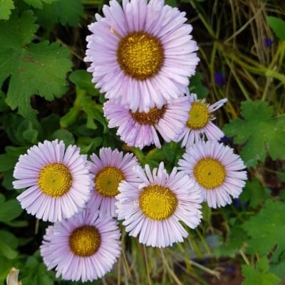 Erigeron speciosus — flower