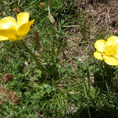Ranunculus aduncus — flower