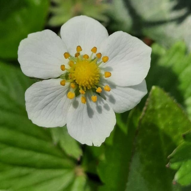 Fragaria viridis — flower