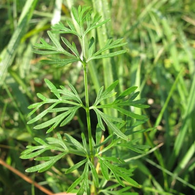 Kadenia dubia — leaf
