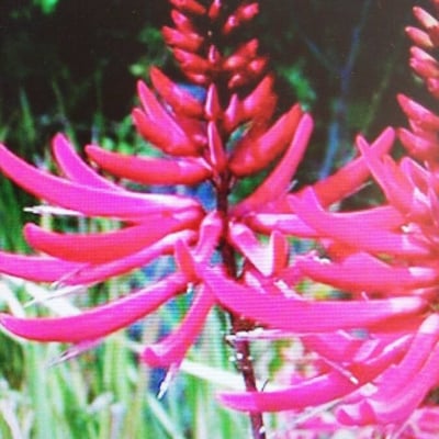 Erythrina herbacea — flower