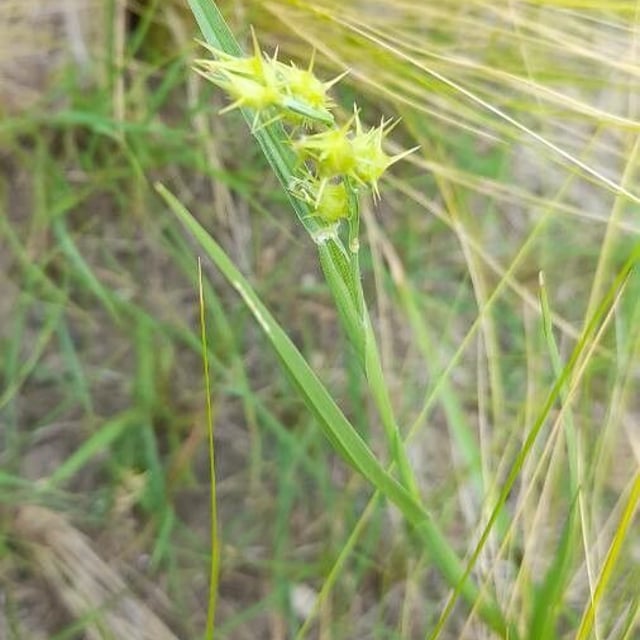 Cenchrus spinifex — habit