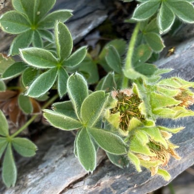 Potentilla nivalis — flower