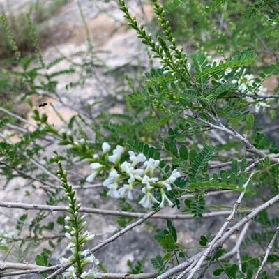 Eysenhardtia texana — flower