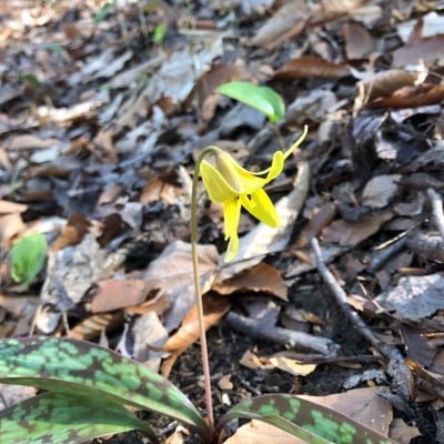 Erythronium americanum — flower