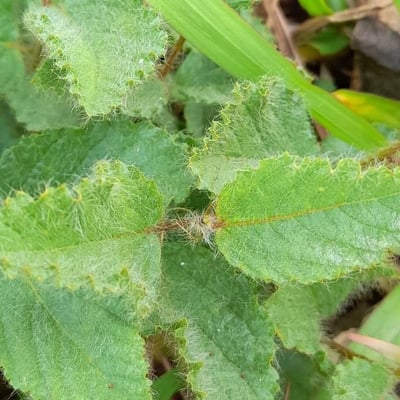 Waltheria communis — leaf