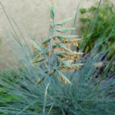 Festuca filiformis — flower