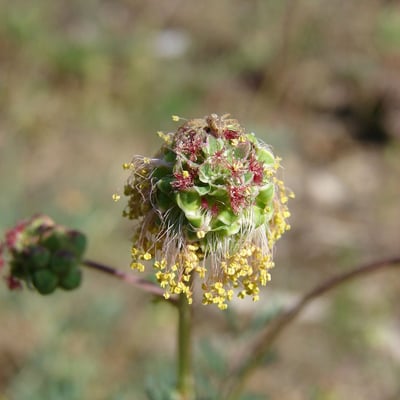 Sanguisorba minor — flower