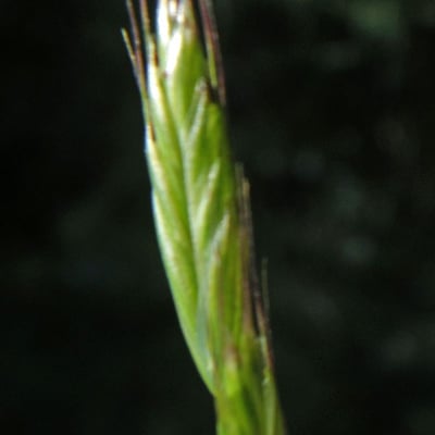 Alopecurus bulbosus — flower