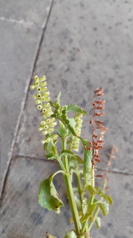 Musk-basil
