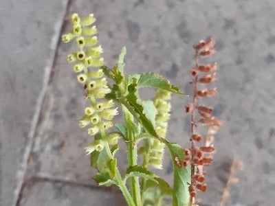 Musk-basil