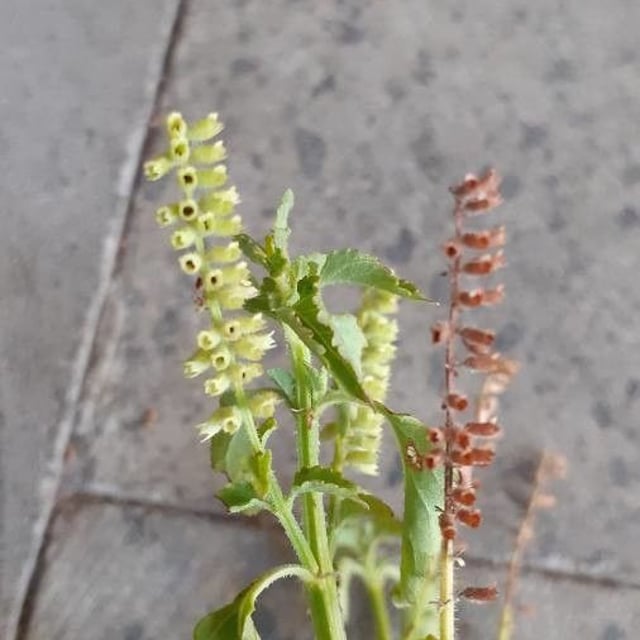 Musk-basil
