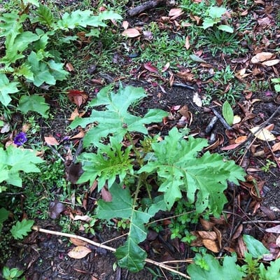 Solanum chrysotrichum — leaf