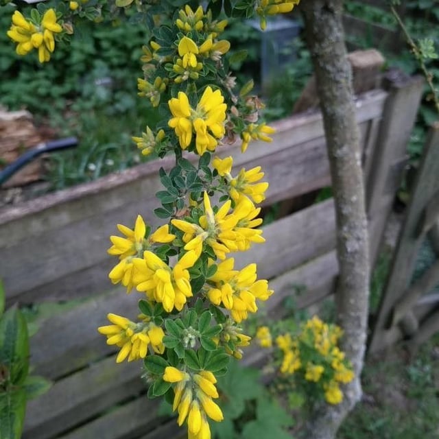 Genista linifolia — flower