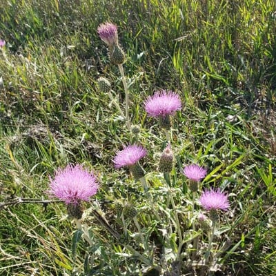 Cirsium undulatum — flower