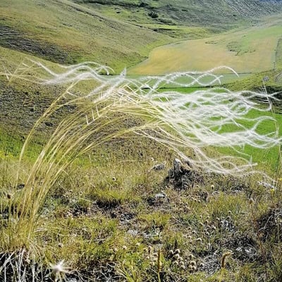Stipa pennata — flower