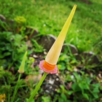 Eschscholzia californica — flower