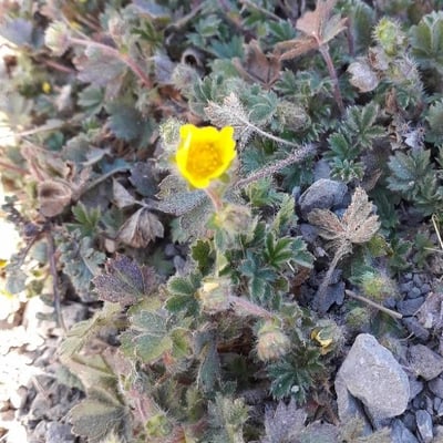 Potentilla crantzii — flower