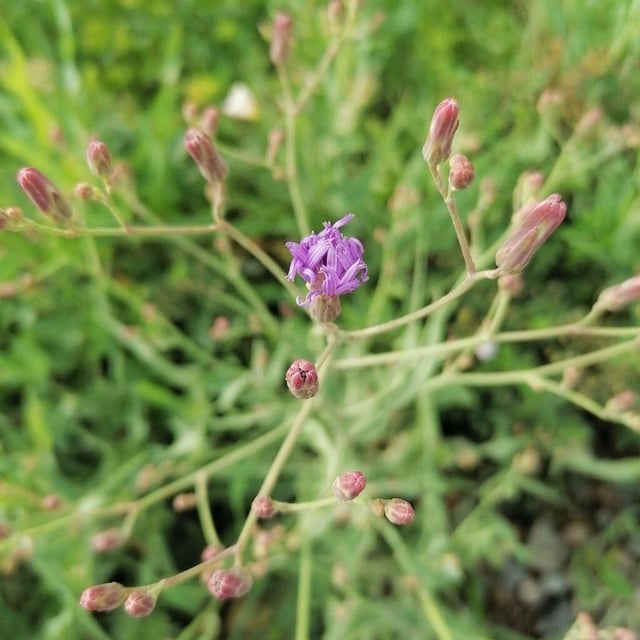 Lactuca tatarica — flower
