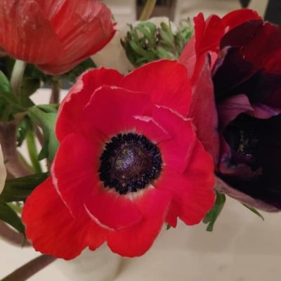 Anemone coronaria — flower