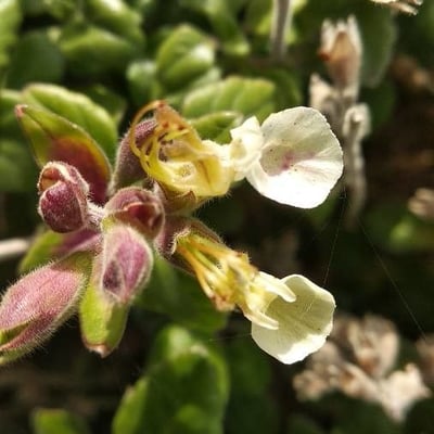 Teucrium flavum — flower