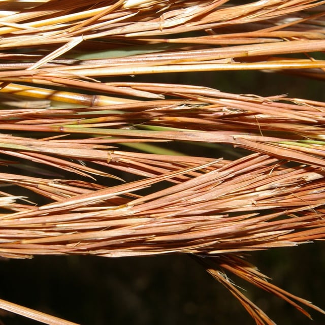 Andropogon glomeratus — leaf