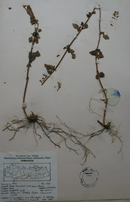 Teucrium viscidum