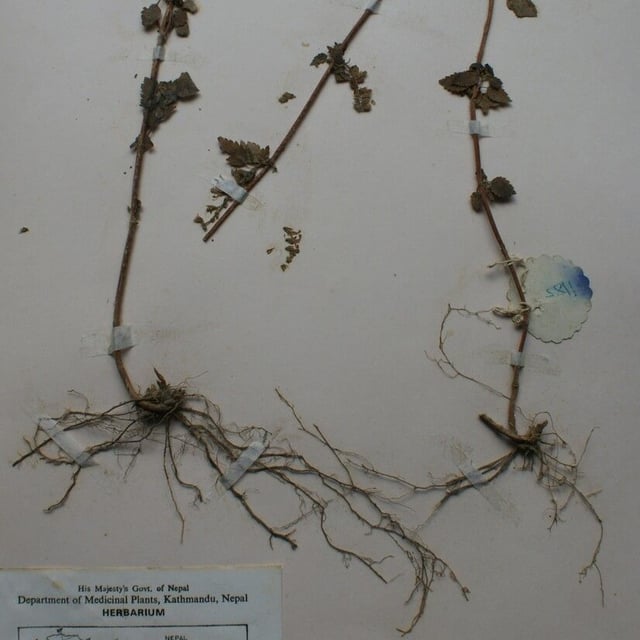 Teucrium viscidum