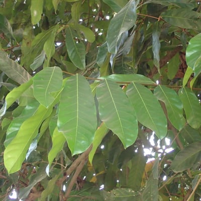Daniellia oliveri — leaf