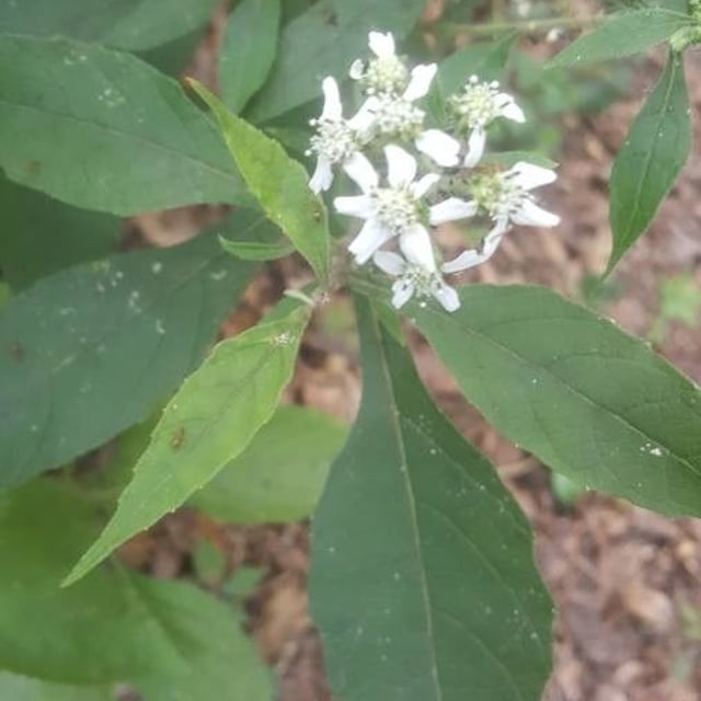 Verbesina virginica — flower