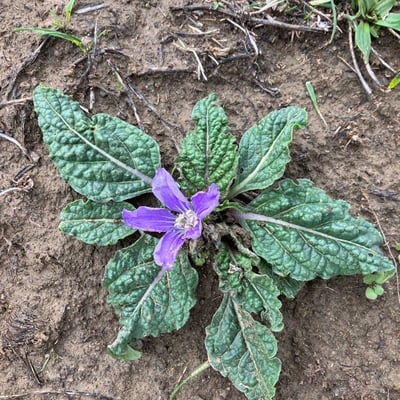 Mandragora officinarum — flower