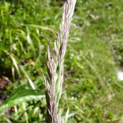 Calamagrostis arundinacea — flower
