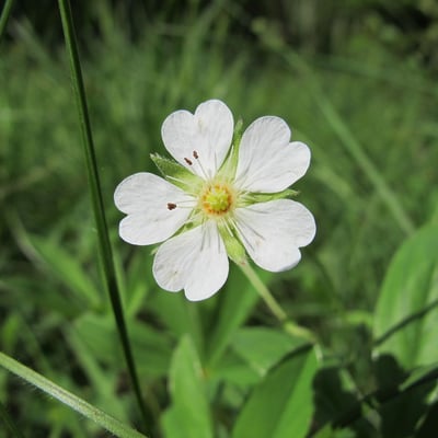 Potentilla alba — flower