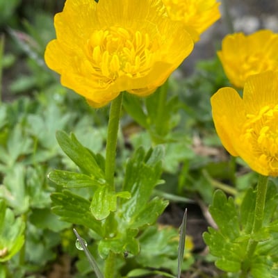 Ranunculus montanus — flower